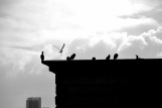Birds on the Roof