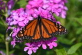 Monarch on Pink Flowers