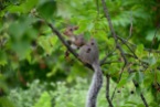 Berry Squirrel