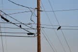 Crow on Wire