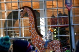 Riding the Giraffe