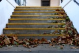 Fallen leaves climbing down the steps